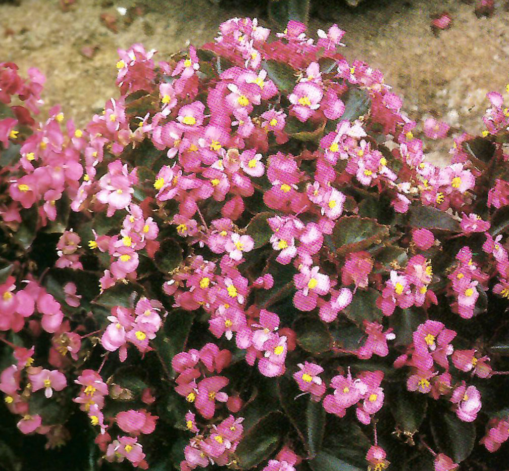 B. ‘Momo Dama’